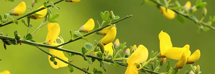 Gelbe Blüten an einem Ginsterbusch